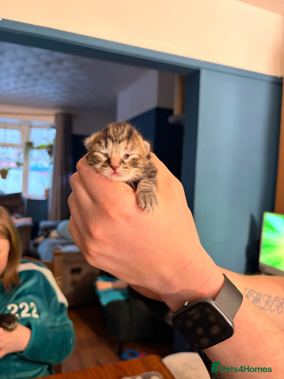 Mixed Breed cats for sale: 4 mixed Kittens british long/shorthair  - Advert 6