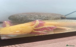 Axolotl reptiles for sale: 1 female 1 male axolotl for sale.  - Image 3