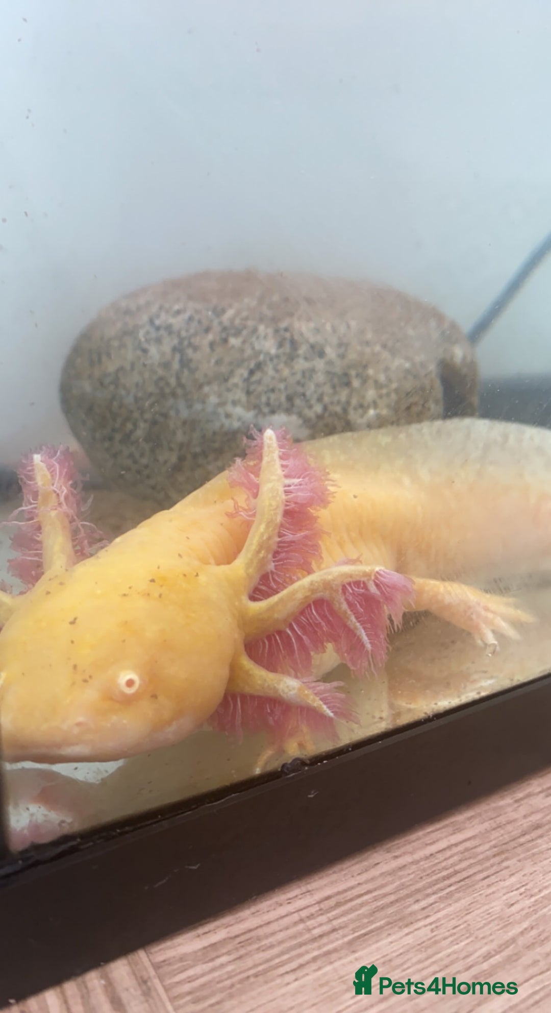 Axolotl reptiles for sale: 1 female 1 male axolotl for sale.  - Image 3