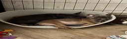 French Bulldog dogs for sale: Frenchie pups for sale - Advert 14