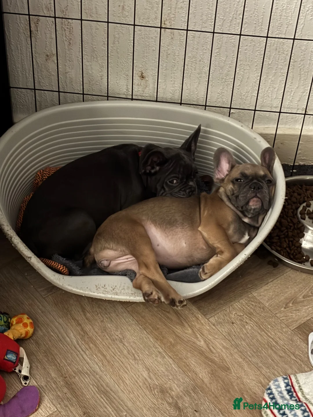 French Bulldog dogs for sale: Frenchie pups for sale - Advert 14