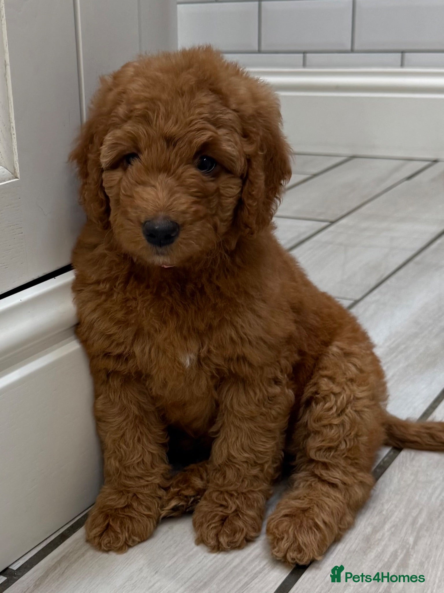 Double Doodle dogs Sunning littler of Australian Double Doodles  - Advert 1