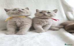 British Shorthair cats for sale: GCCF British Shorthair Kittens Champion Bloodline  - Image 13
