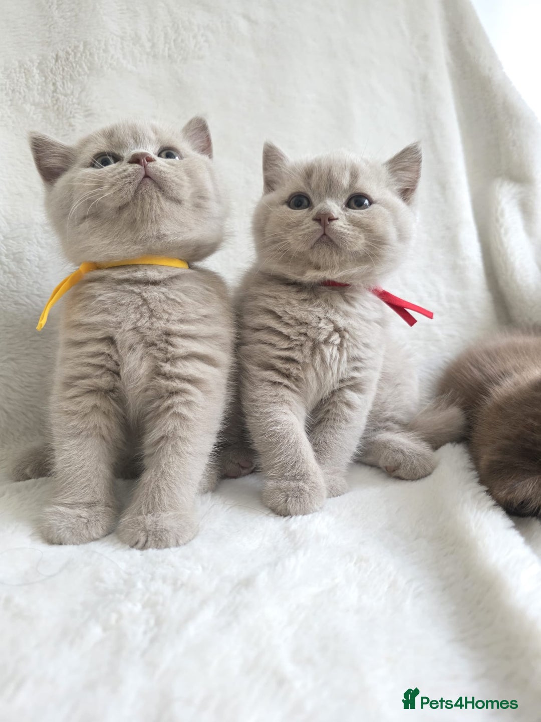 British Shorthair cats for sale: GCCF British Shorthair Kittens Champion Bloodline  - Image 13