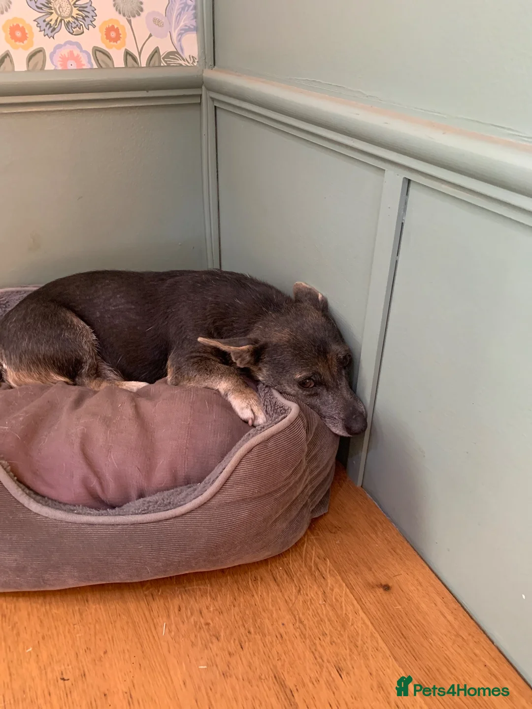 Jack Russell dogs for sale: Fabulous miniature Jack Russell puppy  - Advert 2
