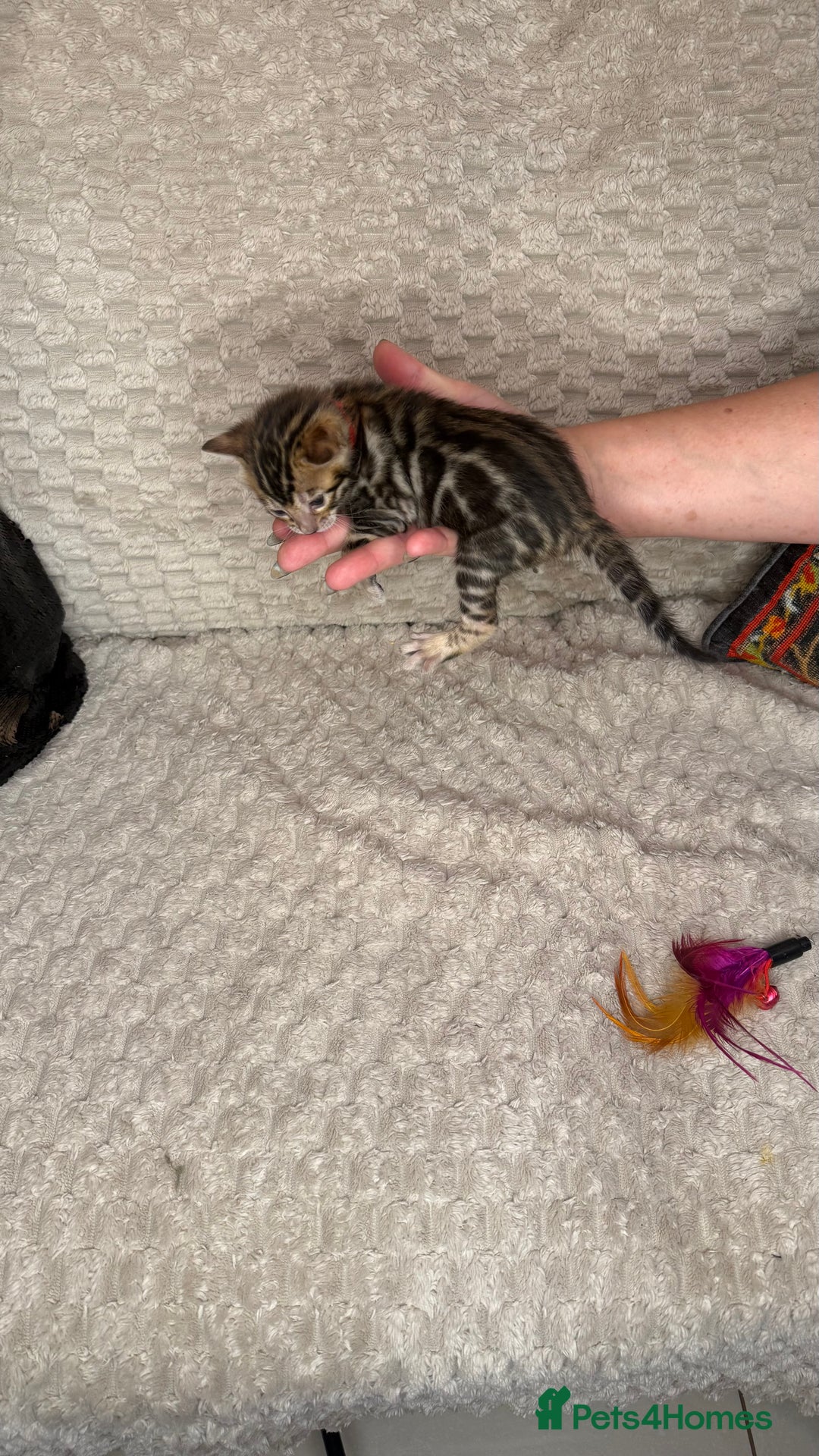 Bengal cats for sale: Pure Bengal kittens for sale  - Advert 29