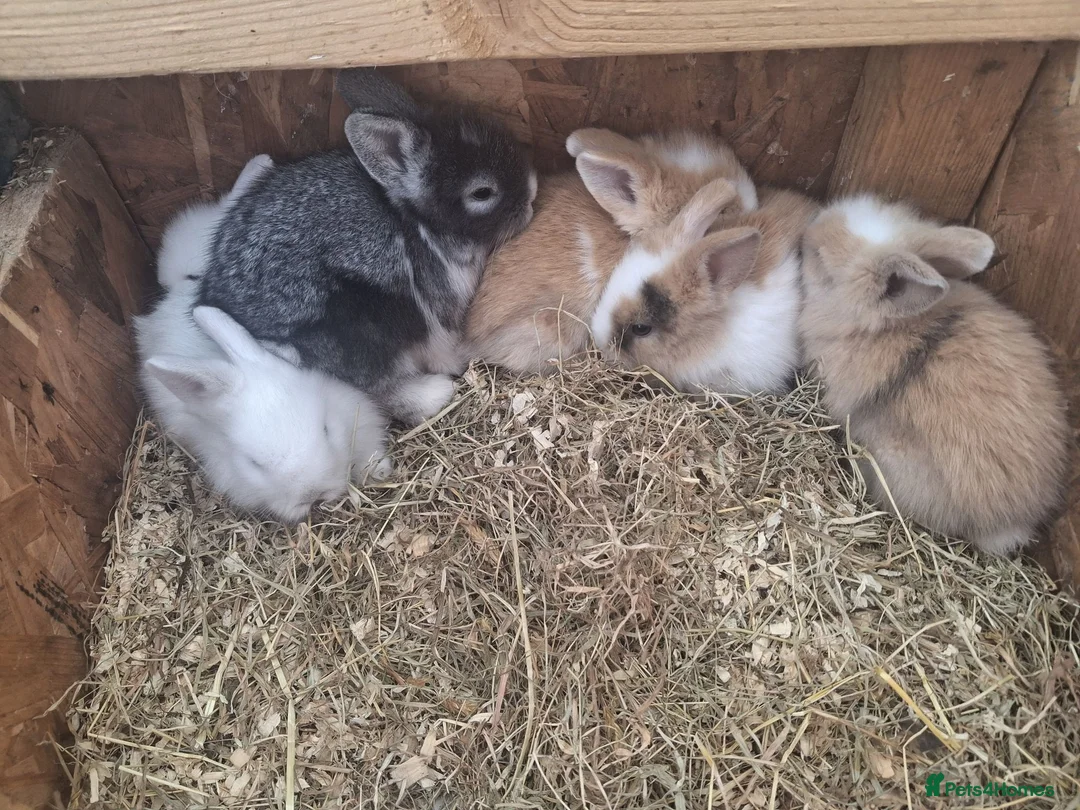 Lionhead rabbits for sale: Lionhead  - Advert 6