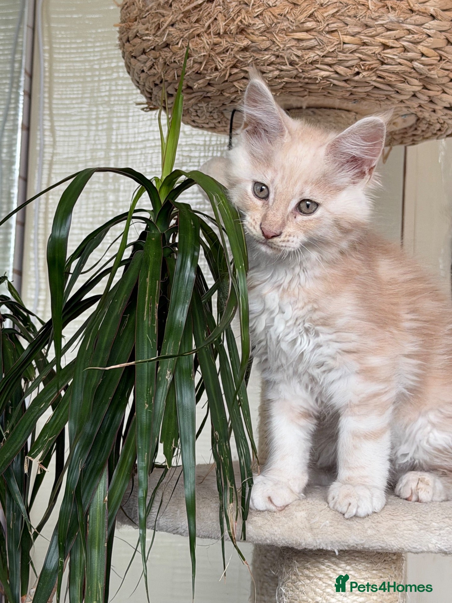 Maine Coon cats Pedigree Main Coone Kittens, GCCF Ready Now 🫶🏻 - Advert 4