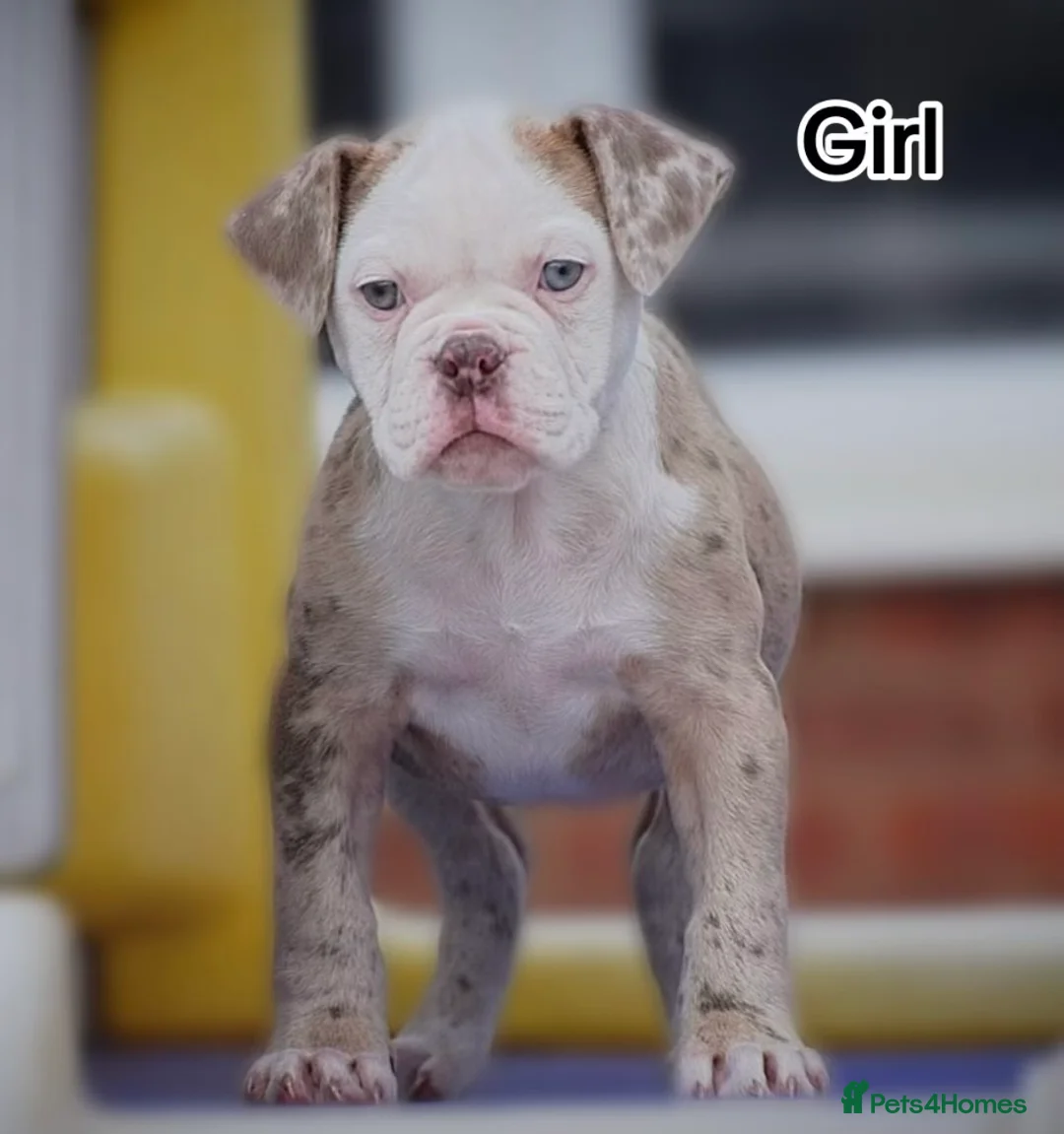 Olde English Bulldogge dogs for sale: 23❤️YEARS❤️5⭐️RATED❤️LICENSED❤️PROFESSIONALS❤️ - Advert 1