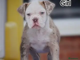 Olde English Bulldogge dogs 23❤️YEARS❤️5⭐️RATED❤️LICENSED❤️PROFESSIONALS❤️ - Advert 11