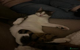 Domestic Shorthair cats for sale: Young male cat - Image 2