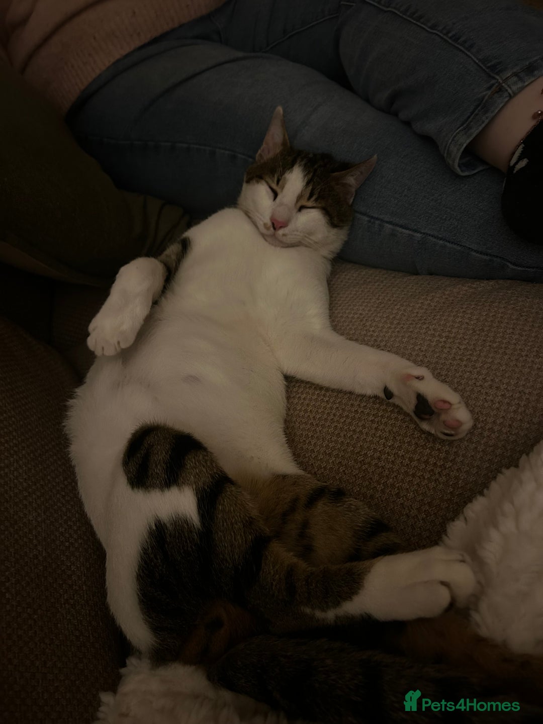 Domestic Shorthair cats for sale: Young male cat - Image 2