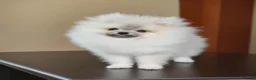 Pomeranian dogs for sale: Beautiful girl in London - Advert 4