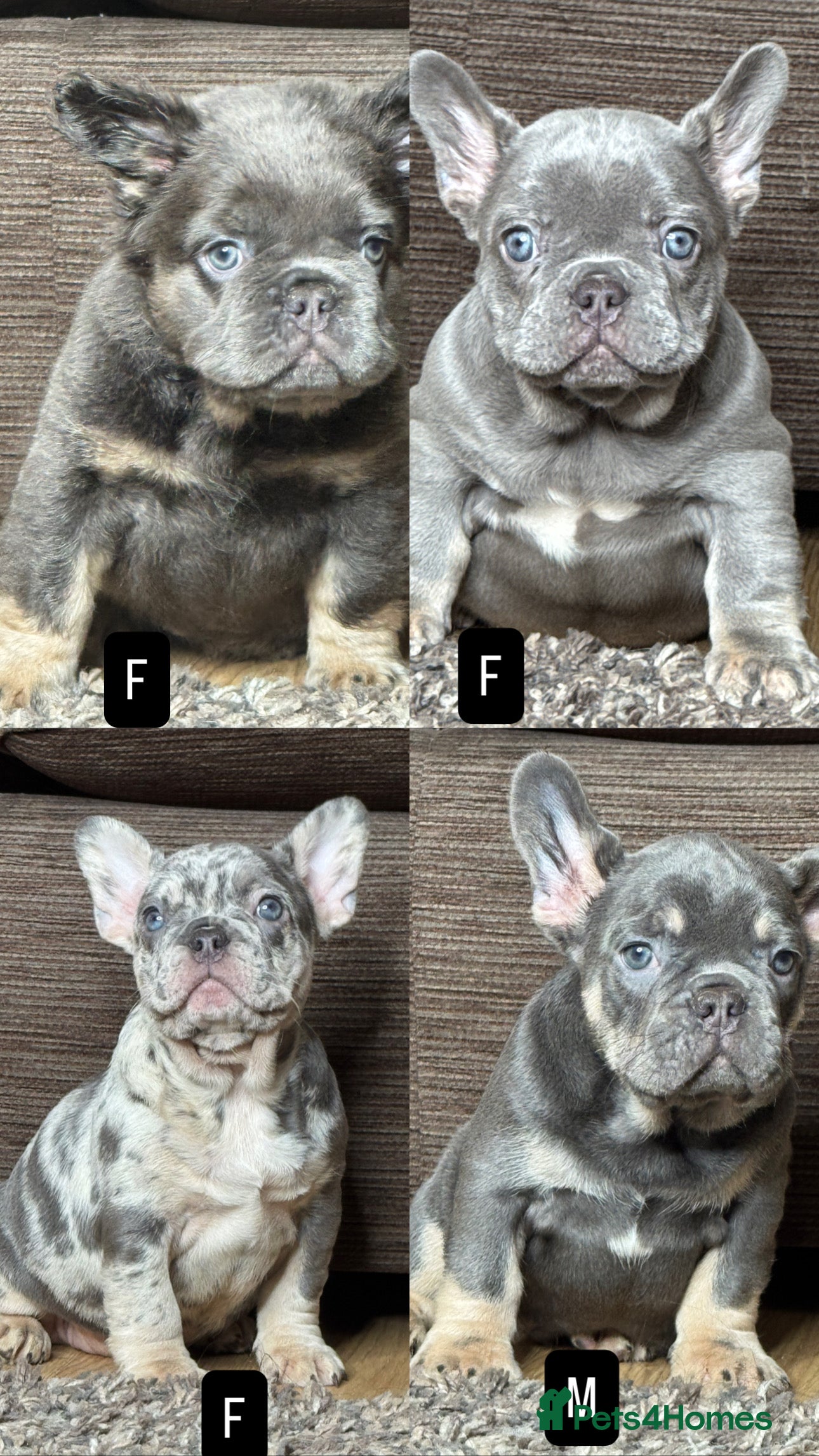 French Bulldog dogs Unique French bulldog pups 9 weeks old UPDATED  - Advert 10