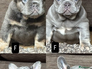 French Bulldog dogs Unique French bulldog pups 9 weeks old UPDATED - Advert 10