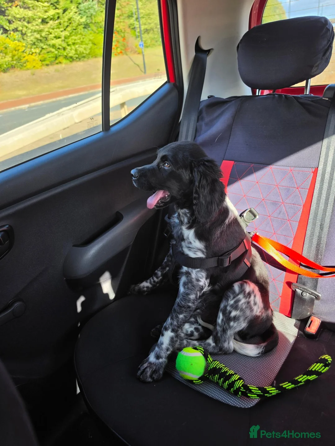 Brittany Spaniel dogs for sale: Kapsel  - Advert 4