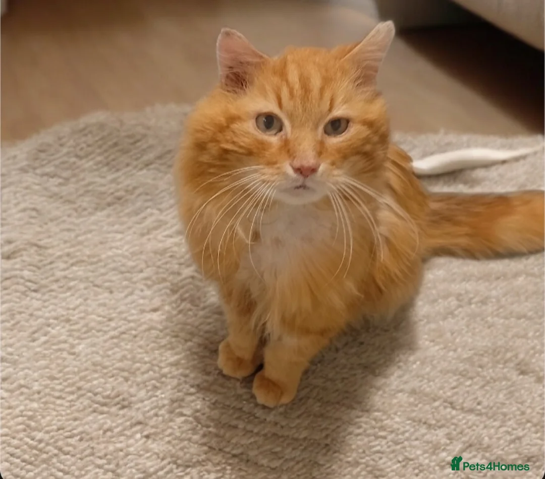 Mixed Breed cats for adoption: 🐾 Special Home Needed for Jake 🐾 - Advert 3