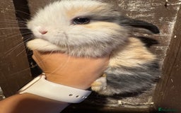 Mini Lop rabbits for sale: Pure bred mini lop baby bunnies. (Very friendly) - Image 4
