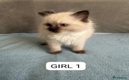 Ragdoll cats for adoption: 6 Ragdoll Kittens Ready for new homes - Image 1