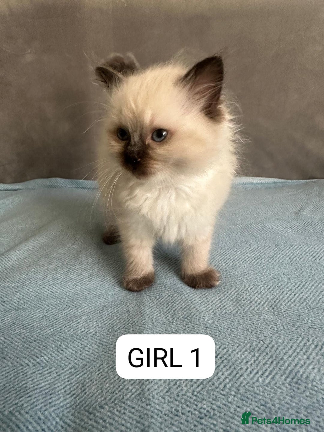Ragdoll cats for adoption: 6 Ragdoll Kittens Ready for new homes - Image 1