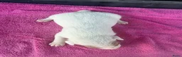 Jack Russell dogs for sale: Parson jack russles 5 boys 2 girls  - Advert 21