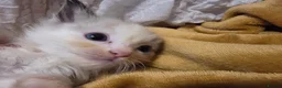 Ragdoll cats for sale: 🩵 6 Beautiful pure ragdolls 🩷 - Advert 33
