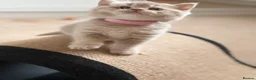 British Shorthair cats for sale: Loving Home-Raised British Shorthair Kittens - Advert 20