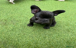 French Bulldog dogs for sale: French bulldog pups reduced what’s left now  - Image 8
