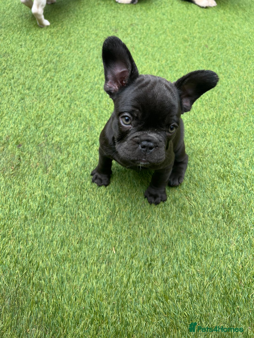 French Bulldog dogs for sale: French bulldog pups reduced what’s left now  - Image 8