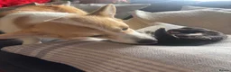 Mixed Breed dogs for sale: BEAUTIFUL MINI CORGIPOO PUPPIES  in Llanelli - Advert 29