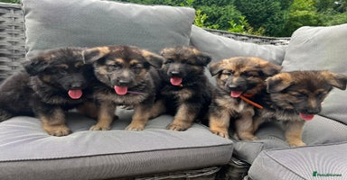 German Shepherd dogs - Advert 3