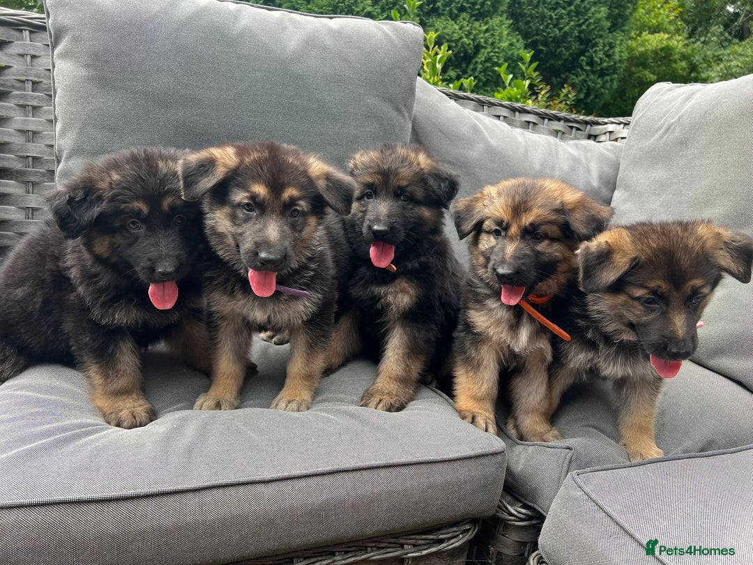 German Shepherd dogs for sale: *READY NOW!!* KC DNA BVA German Shepherds - Image 5