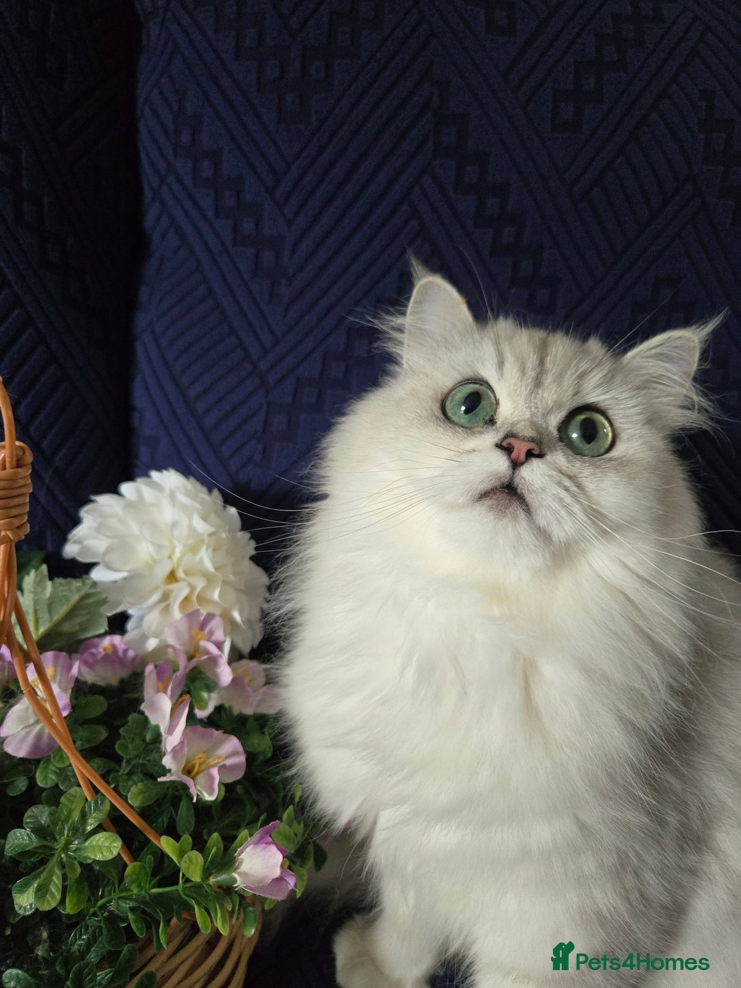 Persian cats for sale: 😻 Persian chinchilla kittens 😻 - Image 12