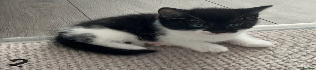 Mixed Breed Kitten 2