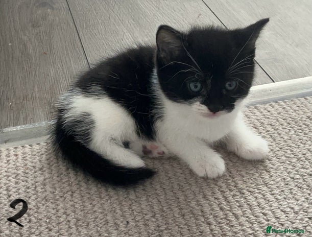 Mixed Breed cats - Advert 1