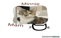Mixed Breed cats for sale: KITTENS FOR SALE - Image 8