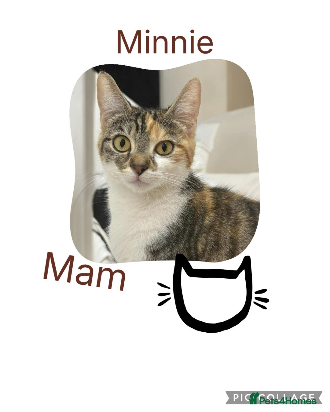Mixed Breed cats for sale: KITTENS FOR SALE - Image 8