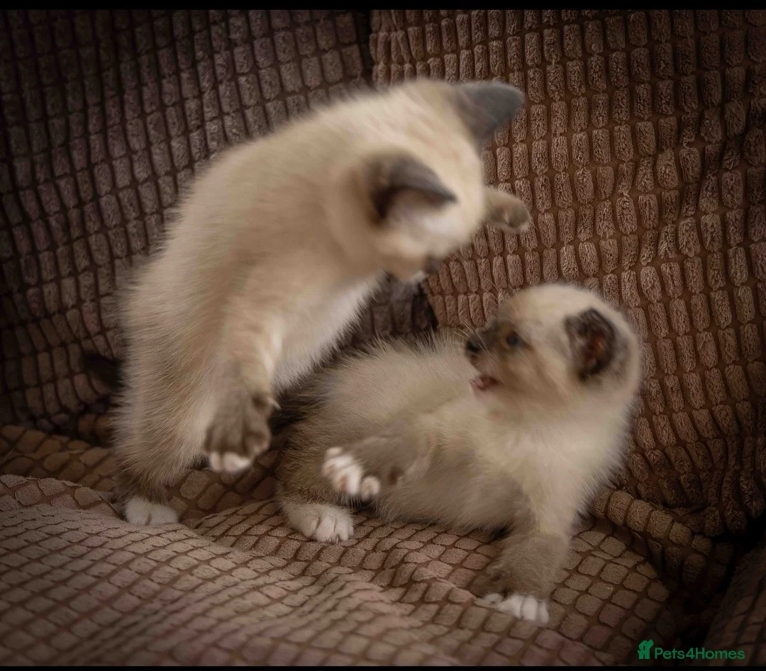 Snowshoe cats for sale: Pedigree TICA registered Snowshoe Kittens - Advert 15