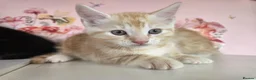 Maine Coon cats for sale: Maine Coon X  - Advert 8