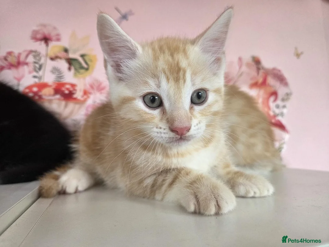 Maine Coon cats for sale: Maine Coon X  - Advert 8