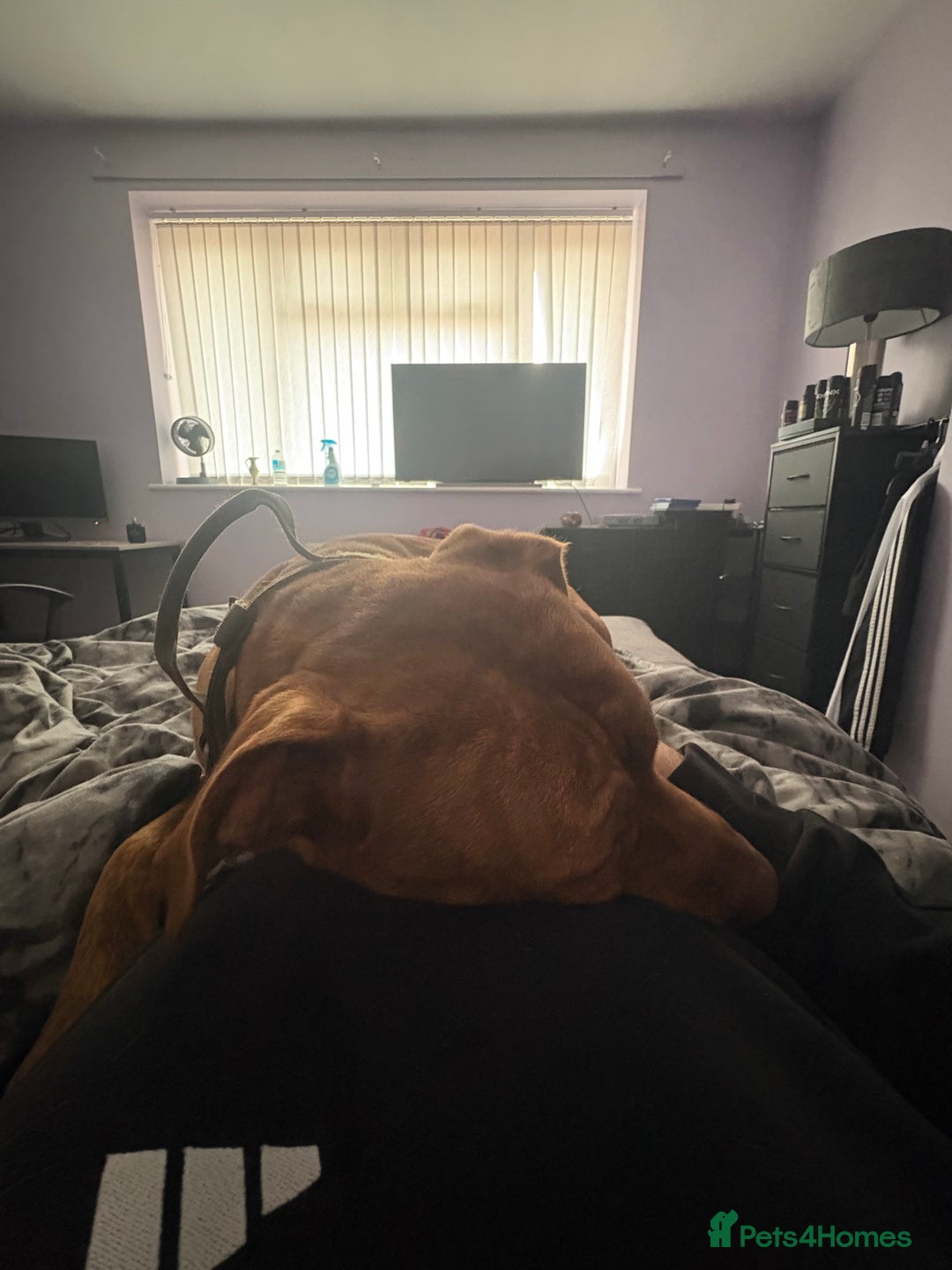 Mixed Breed dogs for sale: Asoka - Free to GOOD home.  - Advert 3