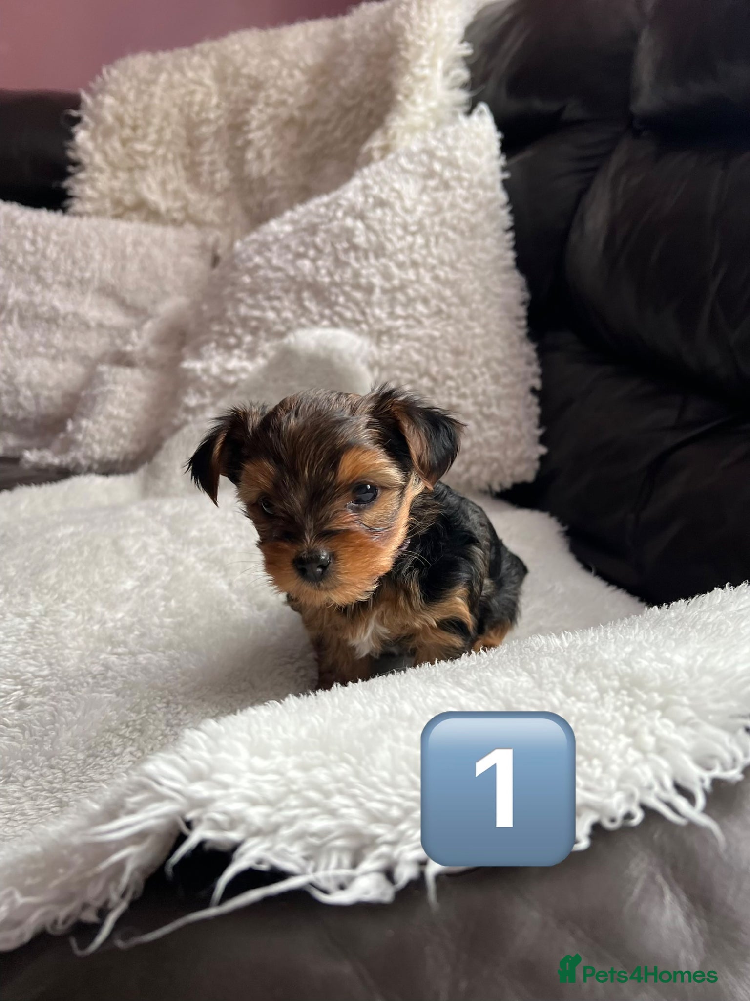 Yorkshire Terrier dogs Beautiful Female Yorkshire Terrier Puppies 🐶 - Advert 3