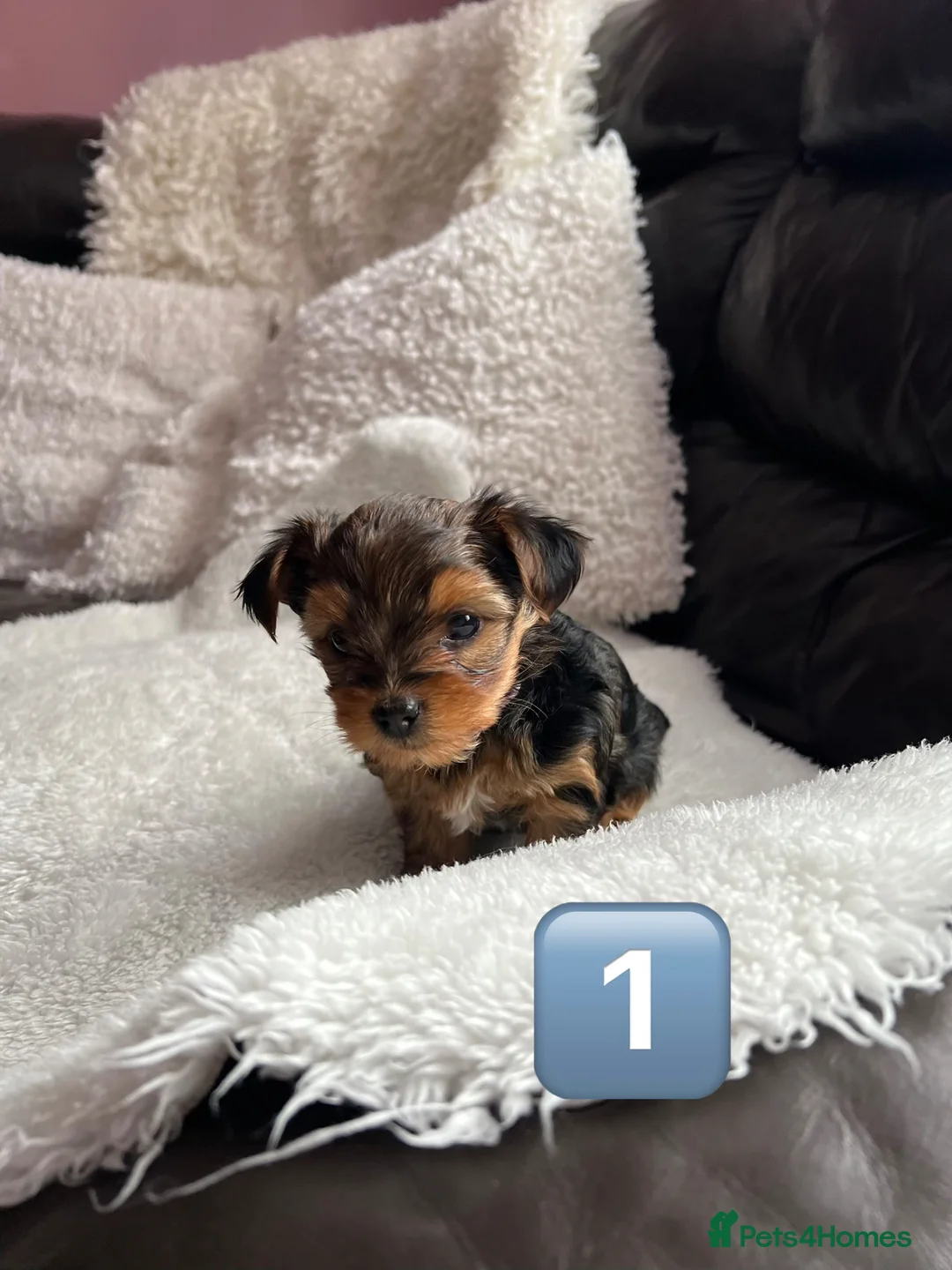 Yorkshire Terrier dogs for sale: Beautiful Female Yorkshire Terrier Puppies 🐶 in Tipton - Advert 1