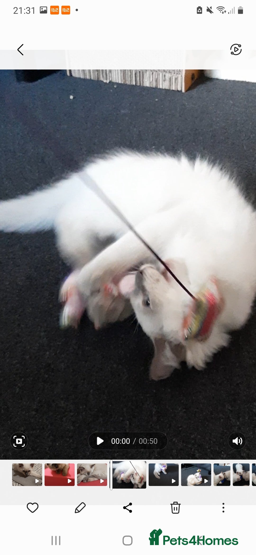 Ragdoll cats for sale: Gorgeous Ragdoll kittens  - Image 2