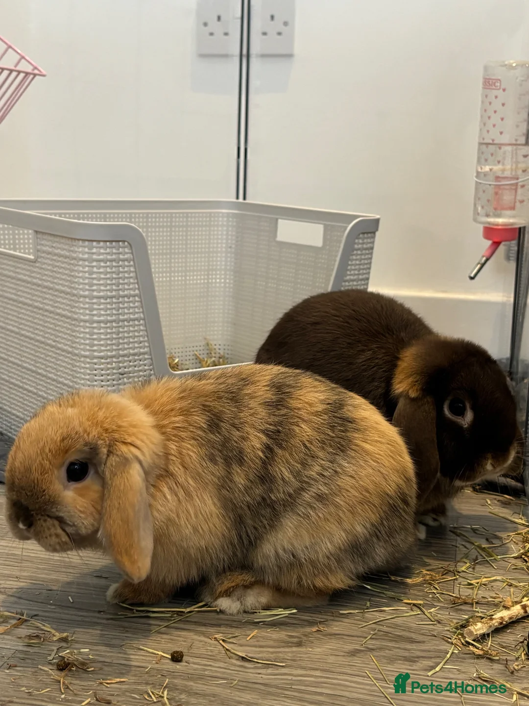 Mini Lop rabbits for sale: Two lovely mini lop bunnies looking for new home in Hartlepool - Advert 1