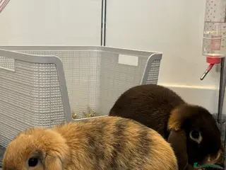 Mini Lop rabbits Two lovely mini lop bunnies looking for new home - Advert 1