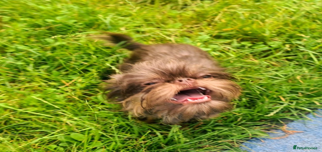 Gallery Image {{count}}