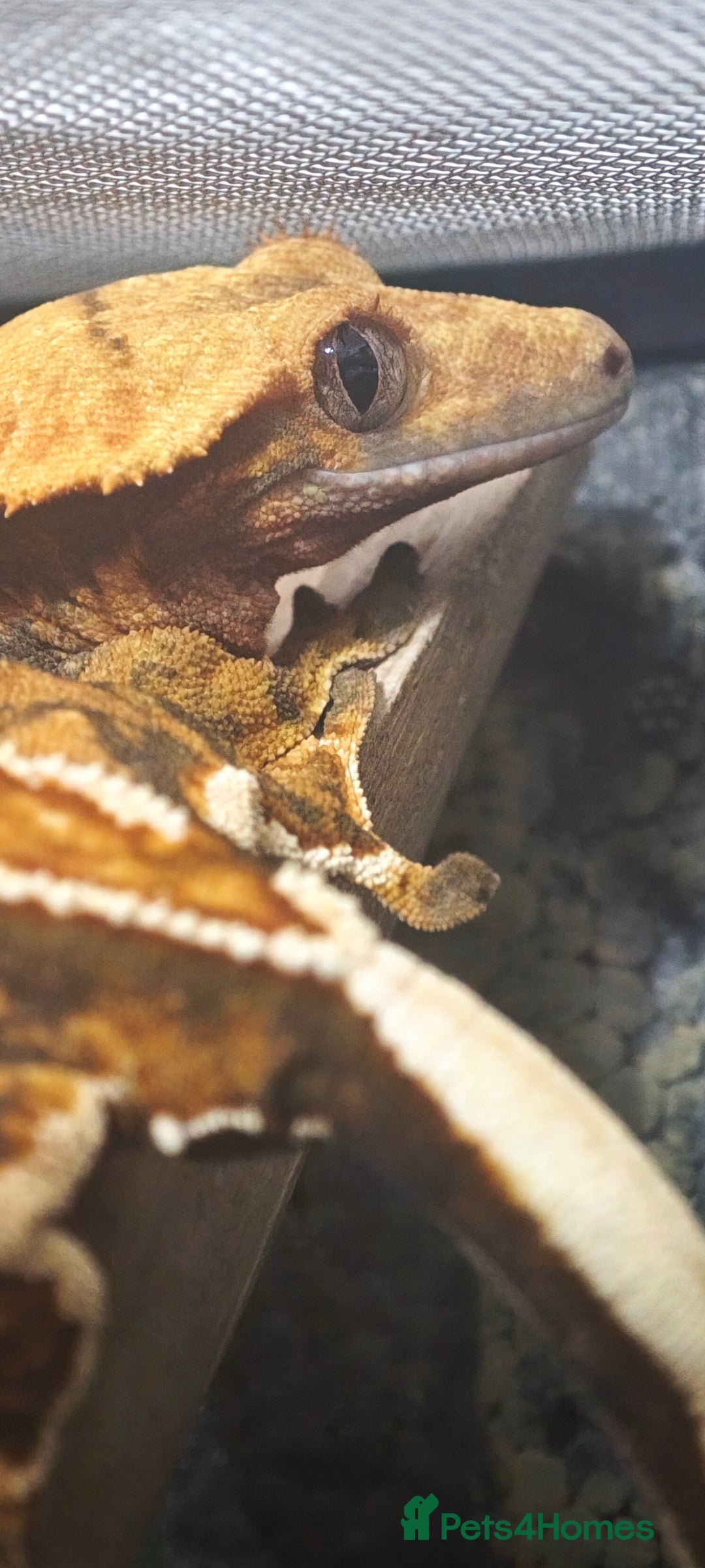 Gecko reptiles for sale: 2y old crested gecko with exoterra  - Advert 2