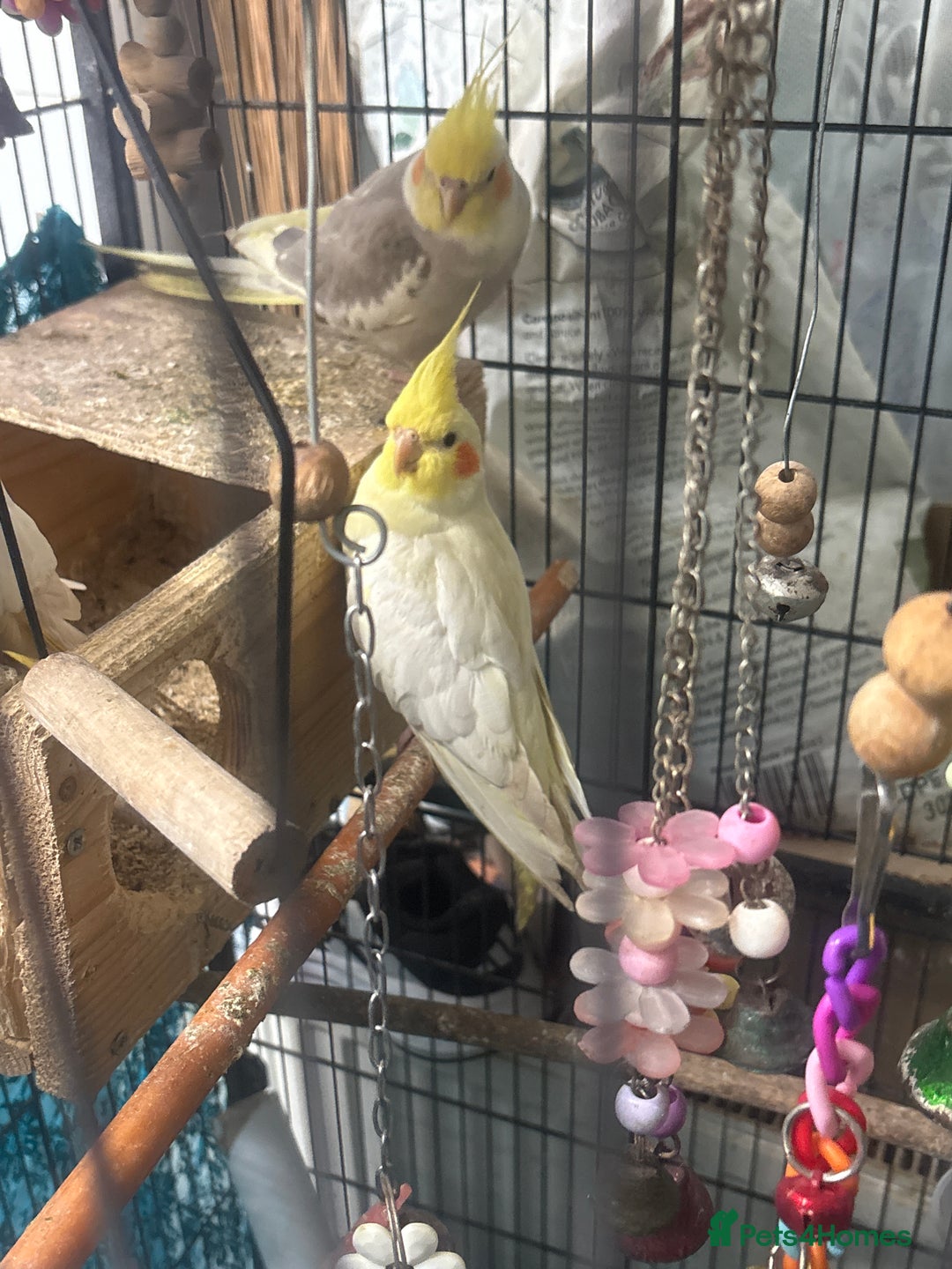 Cockatiels birds for sale: Cockatiels  - Advert 1