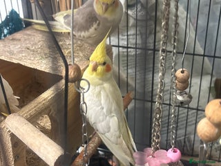 Cockatiels birds Cockatiels - Advert 5